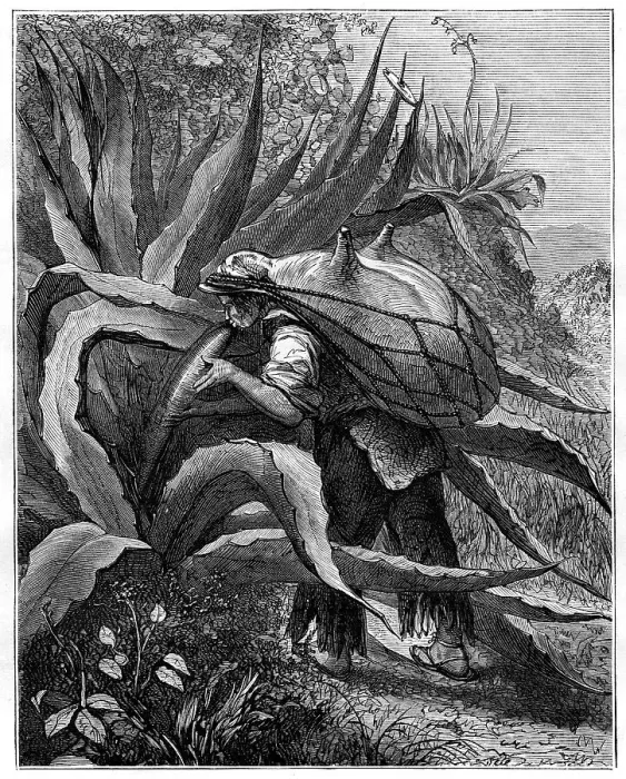 Framed Print : Indian extracting pulque, Mexico, 19th century Framed Print : Indian extracting pulque, Mexico, 19th century
