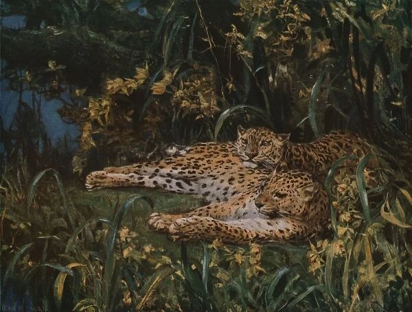 Indian Leopards, late 19th-early 20th century, (c1930). Creator: John MacAllan Swan