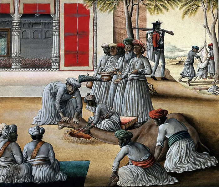 Framed Print : Indian men slaughtering a camel; a sheep being skinned in the background. Creator: Unknown Framed Print : Indian men slaughtering a camel; a sheep being skinned in the background. Creator: Unknown