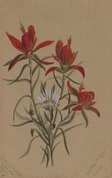 Framed Print : Indian Paintbrush (Castilleja rhexifolia), 1883. Creator: Mary Vaux Walcott Framed Print : Indian Paintbrush (Castilleja rhexifolia), 1883. Creator: Mary Vaux Walcott