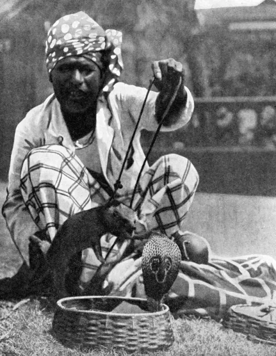 Framed Print : Indian snake charmer with mongoose and cobra, 1936. Artist: Fox Framed Print : Indian snake charmer with mongoose and cobra, 1936. Artist: Fox