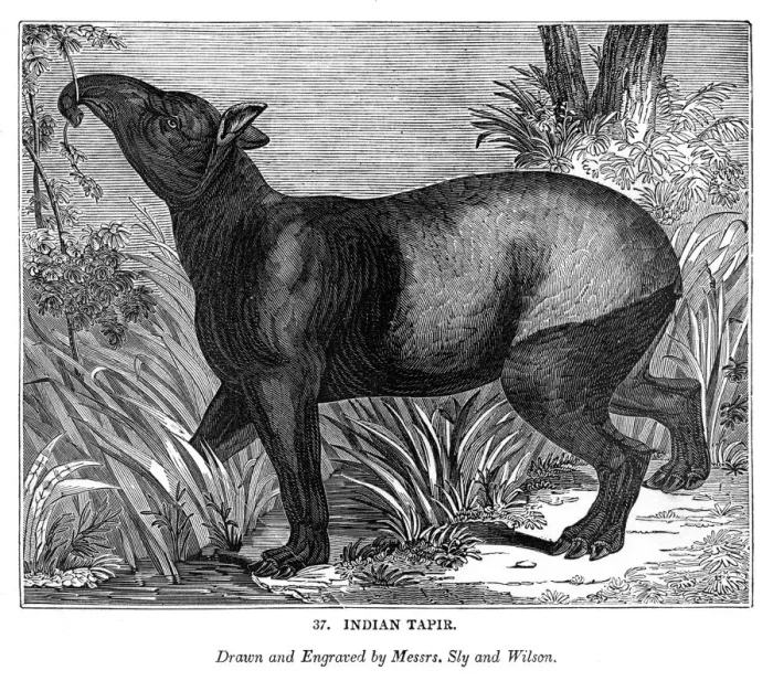 Framed Print : Indian Tapir, 1843. Artist: Messrs Sly and Wilson Framed Print : Indian Tapir, 1843. Artist: Messrs Sly and Wilson