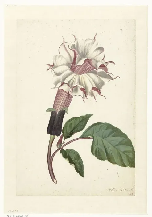 Framed Print : Indian Thornapple (Datura Metel), c. 1680-before c. 1700. Creator: Alida Withoos Framed Print : Indian Thornapple (Datura Metel), c. 1680-before c. 1700. Creator: Alida Withoos