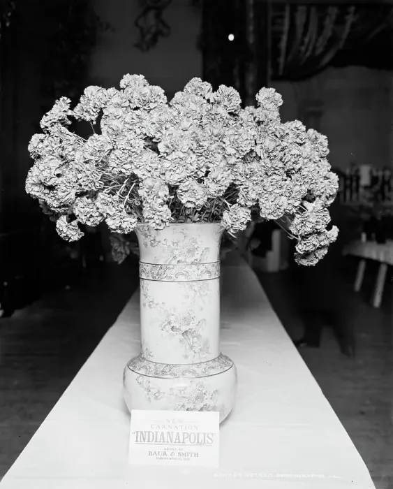 Framed Print : Indianapolis carnation, American Carnation Society Exhibition, Detroit, Mich. between 1900 and 1905 Creator: Unknown Framed Print : Indianapolis carnation, American Carnation Society Exhibition, Detroit, Mich. between 1900 and 1905 Creator: Unknown