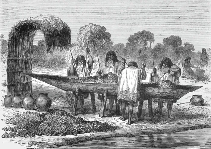 Framed Print : Indians mashing Turtle Eggs; The Fresh-water Turtle of the Amazons, 1875. Creator: Unknown Framed Print : Indians mashing Turtle Eggs; The Fresh-water Turtle of the Amazons, 1875. Creator: Unknown