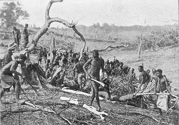 Indigenes de la Rhodesia defrichant une foret pour l'etablissement d'une plantation de... 1914. Creator: Unknown