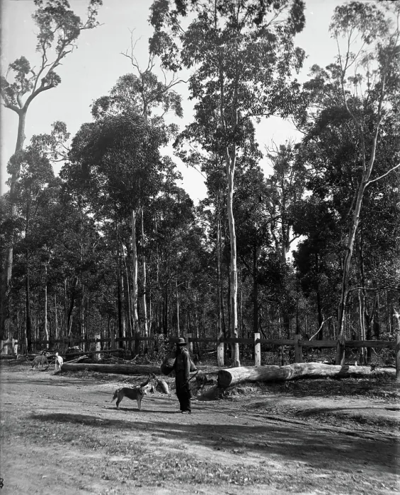 Framed Print : Indigenous Australian man and dogs, unknown location, c1900s. Creator: Robert Augustus Henry L'Estrange. Indigenous Australian man and dogs, unknown location, c1900s Framed Print : Indigenous Australian man and dogs, unknown location, c1900s. Creator: Robert Augustus Henry L'Estrange. Indigenous Australian man and dogs, unknown location, c1900s