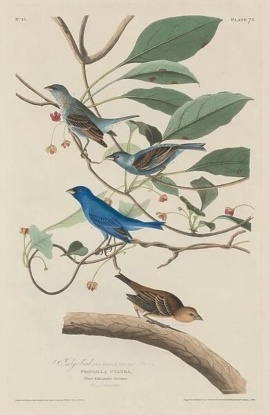 Indigo Bird, 1829. Creator: Robert Havell