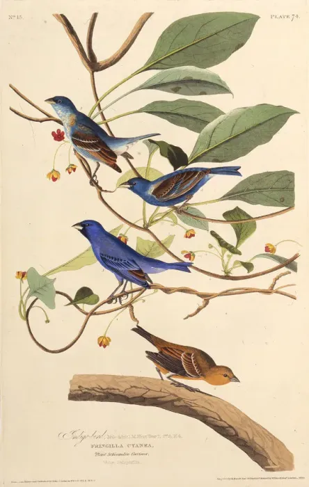Framed Print : The indigobirds. From The Birds of America, 1827-1838. Creator: Audubon Framed Print : The indigobirds. From The Birds of America, 1827-1838. Creator: Audubon