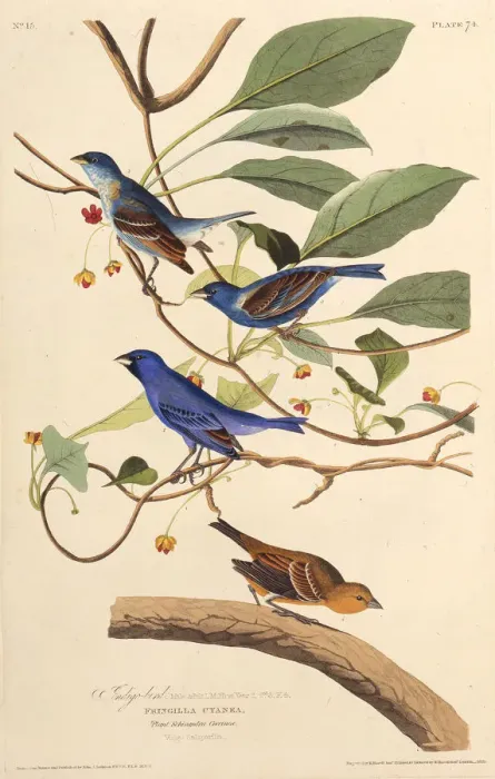 Framed Print : The indigobirds. From The Birds of America, 1827-1838. Creator: Audubon Framed Print : The indigobirds. From The Birds of America, 1827-1838. Creator: Audubon