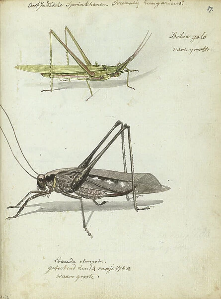 Indonesian locusts, 1784. Creator: Jan Brandes