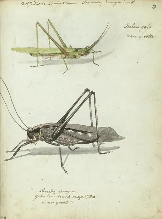 Framed Print : Indonesian locusts, 1784. Creator: Jan Brandes Framed Print : Indonesian locusts, 1784. Creator: Jan Brandes