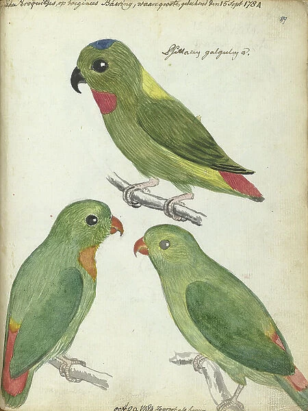Indonesian parakeets, 1784. Creator: Jan Brandes