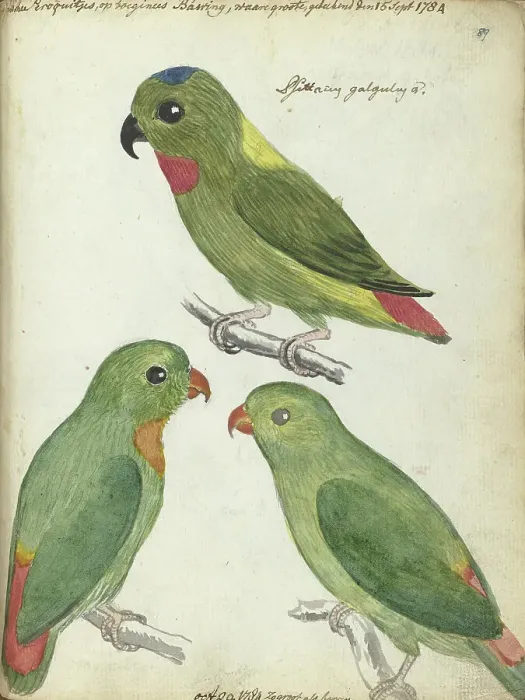 Framed Print : Indonesian parakeets, 1784. Creator: Jan Brandes Framed Print : Indonesian parakeets, 1784. Creator: Jan Brandes