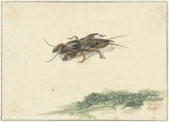 Framed Print : Insect, 1754. Creator: Gerard Sanders Framed Print : Insect, 1754. Creator: Gerard Sanders