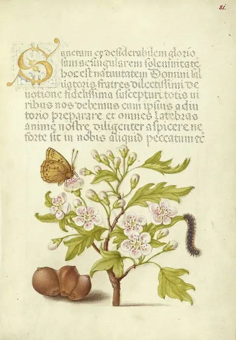 Framed Print : Insect, English Hawthorn, Caterpillar, and European Filbert, 1561-1562; illumination added 1591-1596 Creator: Joris Hoefnagel Framed Print : Insect, English Hawthorn, Caterpillar, and European Filbert, 1561-1562; illumination added 1591-1596 Creator: Joris Hoefnagel