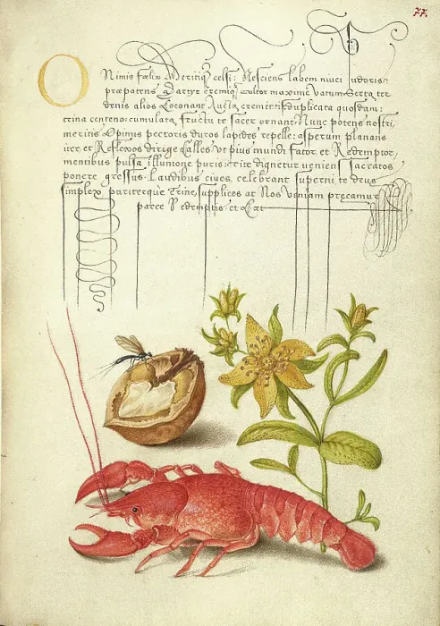 Framed Print : Insect, English Walnut, Saint John's Wort, and Crayfish, 1561-1562; illumination added 1591-1596. Creator: Joris Hoefnagel Framed Print : Insect, English Walnut, Saint John's Wort, and Crayfish, 1561-1562; illumination added 1591-1596. Creator: Joris Hoefnagel