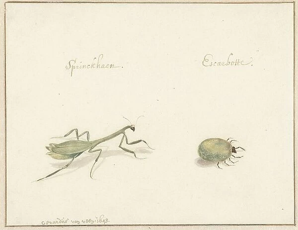 Two insects, 1643-1648. Creator: Gerardus van Veen