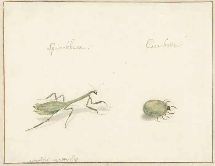 Framed Print : Two insects, 1643-1648. Creator: Gerardus van Veen Framed Print : Two insects, 1643-1648. Creator: Gerardus van Veen
