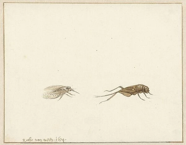 Two insects, 1674. Creator: Rochus van Veen