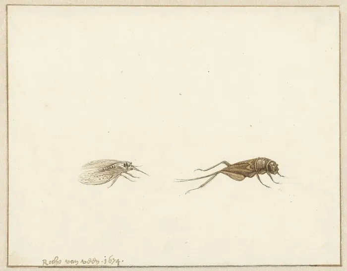 Framed Print : Two insects, 1674. Creator: Rochus van Veen Framed Print : Two insects, 1674. Creator: Rochus van Veen