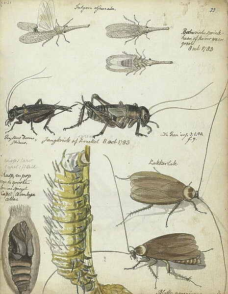 Insects, 1783. Creator: Jan Brandes