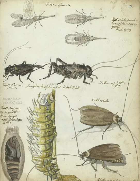 Framed Print : Insects, 1783. Creator: Jan Brandes Framed Print : Insects, 1783. Creator: Jan Brandes