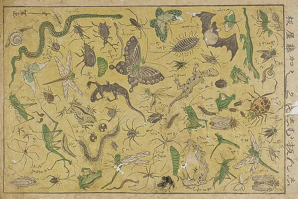 Insects, 19th century. Creator: Tsukioka Yoshitoshi