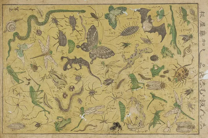 Framed Print : Insects, 19th century. Creator: Tsukioka Yoshitoshi Framed Print : Insects, 19th century. Creator: Tsukioka Yoshitoshi