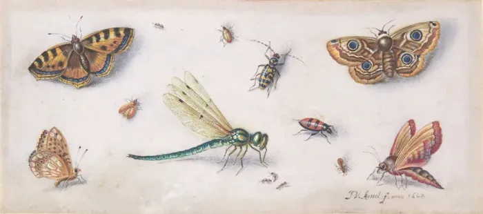 Framed Print : Insects, Butterflies, and a Dragonfly, 17th century. Creator: Jan van Kessel Framed Print : Insects, Butterflies, and a Dragonfly, 17th century. Creator: Jan van Kessel