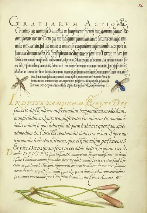 Framed Print : Insects and Carnation; Mira calligraphiae monumenta, 1561-1562; illumination added 1591-1596. Creator: Joris Hoefnagel Framed Print : Insects and Carnation; Mira calligraphiae monumenta, 1561-1562; illumination added 1591-1596. Creator: Joris Hoefnagel