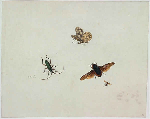 Four insects, End of 17th cen Artist: Bronkhorst, Johannes (1648-1727)