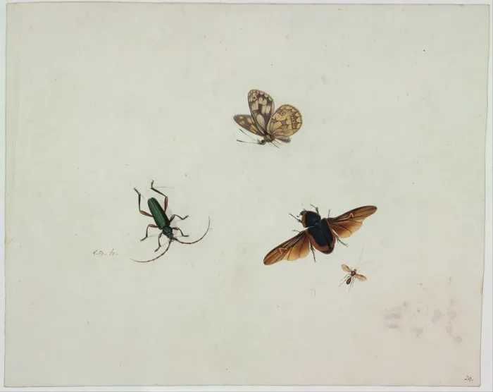 Framed Print : Four insects, End of 17th cen Artist: Bronkhorst, Johannes (1648-1727) Framed Print : Four insects, End of 17th cen Artist: Bronkhorst, Johannes (1648-1727)