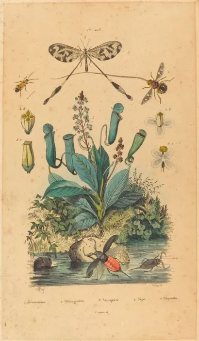 Framed Print : Insects and Flowers, published 1837. Creator: Unknown Framed Print : Insects and Flowers, published 1837. Creator: Unknown
