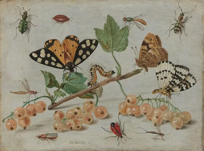 Framed Print : Insects and Fruit, c.1653-c.1661. Creator: Jan van Kessel Framed Print : Insects and Fruit, c.1653-c.1661. Creator: Jan van Kessel