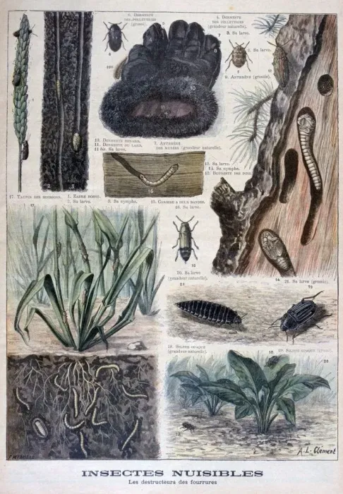 Framed Print : Insects harmful to furs, 1897. Artist: F Meaulle Framed Print : Insects harmful to furs, 1897. Artist: F Meaulle