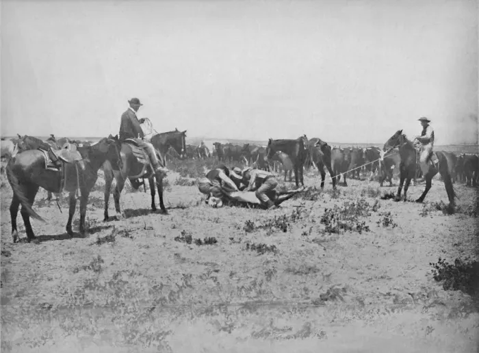 Framed Print : Inspecting a Brand on the Prairies, c1897. Creator: Unknown Framed Print : Inspecting a Brand on the Prairies, c1897. Creator: Unknown
