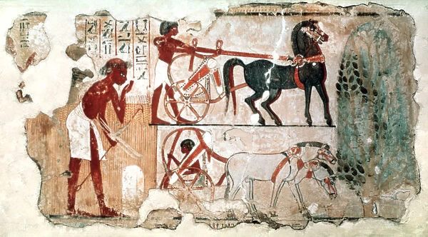 Inspecting the Fields, 1350 BC