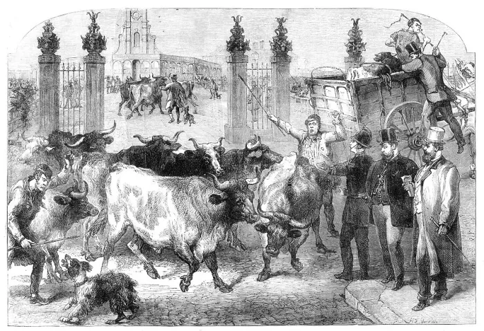Framed Print : Inspection of foreign cattle at the Metropolitan Cattle Market, 1865. Creator: Unknown Framed Print : Inspection of foreign cattle at the Metropolitan Cattle Market, 1865. Creator: Unknown