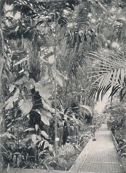 Interior of the Great Palm House, Kew Gardens, 1904