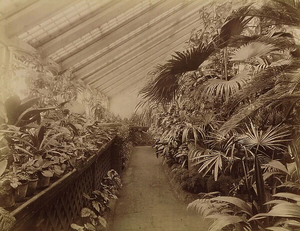 Interior of the Orangery; Tropical Section, 1890. Creator: Unknown