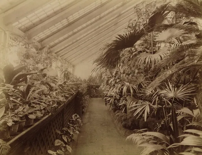 Framed Print : Interior of the Orangery; Tropical Section, 1890. Creator: Unknown