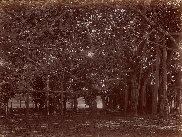 Interior View of Banyan Tree, Calcutta, 1860s-70s. Creator: Unknown