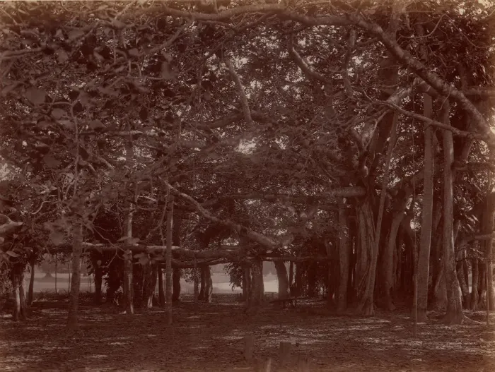 Framed Print : Interior View of Banyan Tree, Calcutta, 1860s-70s. Creator: Unknown Framed Print : Interior View of Banyan Tree, Calcutta, 1860s-70s. Creator: Unknown