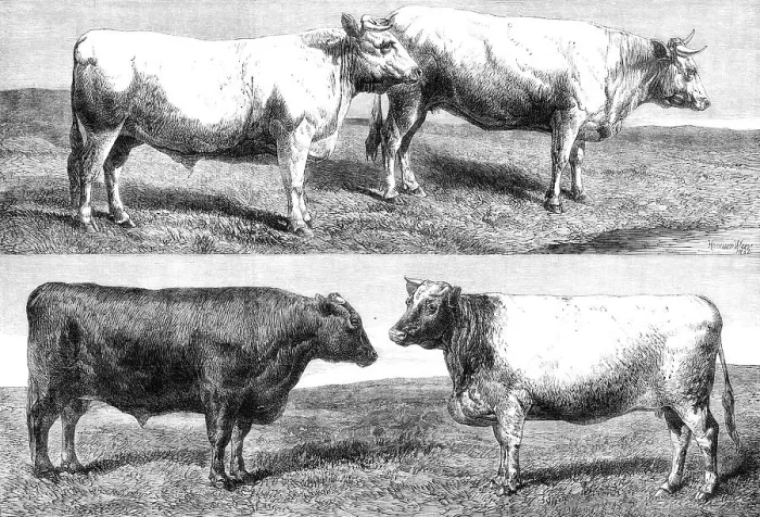 Framed Print : The International Cattle Show at Poissy, 1862. Creator: Harrison Weir Framed Print : The International Cattle Show at Poissy, 1862. Creator: Harrison Weir
