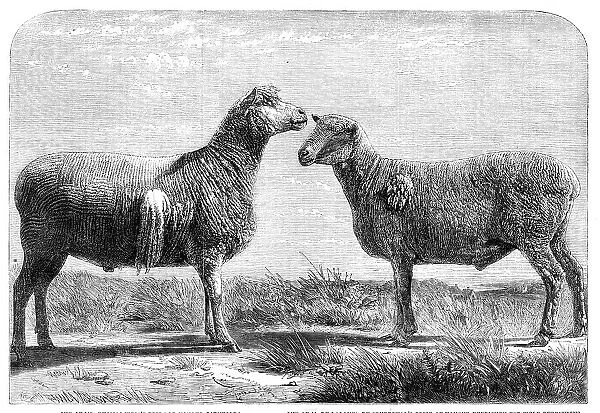 The International Cattle Show at Poissy, 1862. Creator: Friedrich Wilhelm Keyl