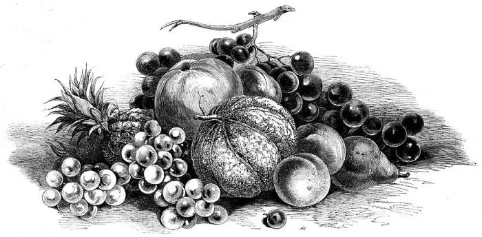 Framed Print : International exhibition of fruits, vegetables, etc. in the Horticultural Society's gardens, 1862. Creator: Unknown Framed Print : International exhibition of fruits, vegetables, etc. in the Horticultural Society's gardens, 1862. Creator: Unknown
