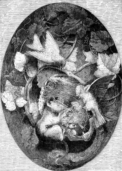 Framed Print : The International Exhibition: Linnets Defending their Nest against a Dormouse'... 1862. Creator: Unknown. The International Exhibition: Linnets Defending their Nest against a Dormouse'... 1862. Creator: Unknown Framed Print : The International Exhibition: Linnets Defending their Nest against a Dormouse'... 1862. Creator: Unknown. The International Exhibition: Linnets Defending their Nest against a Dormouse'... 1862. Creator: Unknown