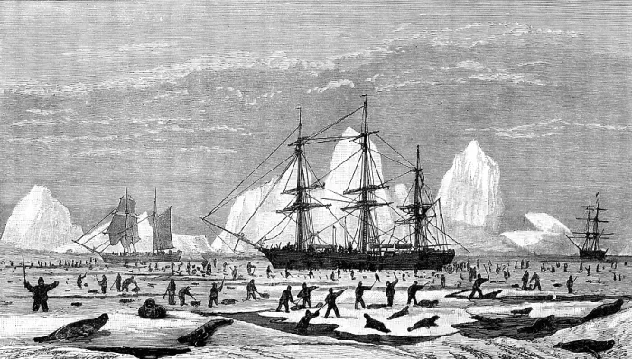 Framed Print : The International Fisheries Exhibition: model to illustrate seal-hunting, Newfoundland Section, 1883 Creator: Unknown Framed Print : The International Fisheries Exhibition: model to illustrate seal-hunting, Newfoundland Section, 1883 Creator: Unknown