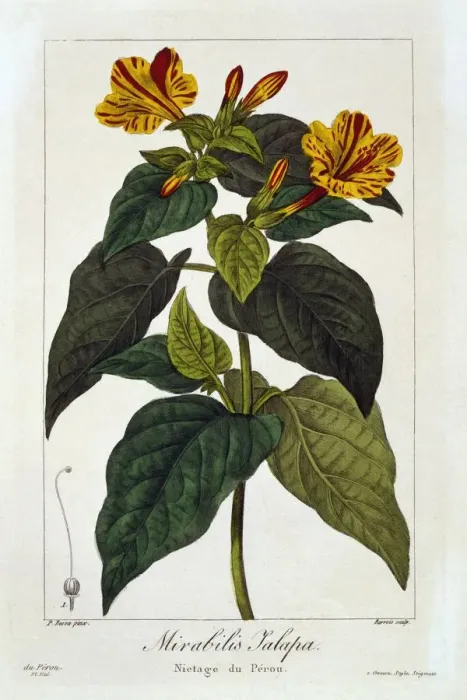 Framed Print : Ipomea Purga, pub. 1836. Creator: Panacre Bessa (1772-1846) Framed Print : Ipomea Purga, pub. 1836. Creator: Panacre Bessa (1772-1846)